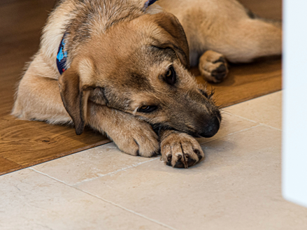 Hond hout Cleopatra licht