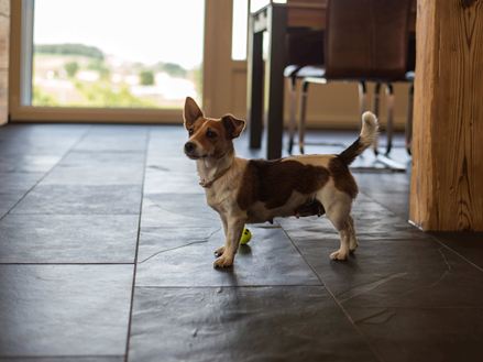Hond speelt op leistenen tegels Mustang