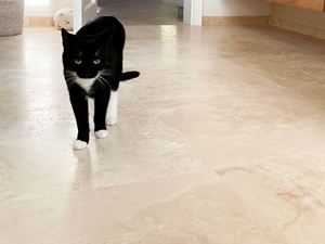 Travertijntegels – Classic Light – Kat – Badkamer
