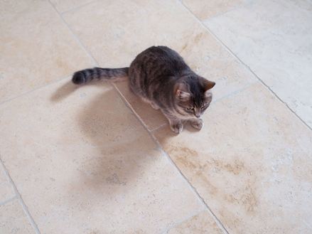 Jonge kat op travertin Lichte tegels