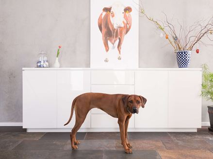 Hond op Peacock Multicolour leistenen tegel voor witte commode