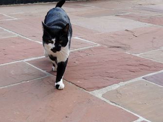 Natuursteenplaat Zandsteen Modak natuurgespleten onderkant gezaagd08