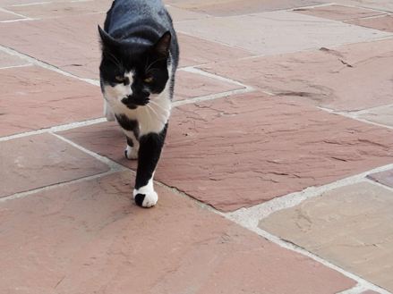 zandsteenplaat modak met kat
