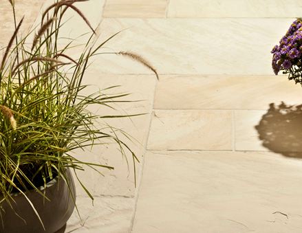 Een plant op platen Gele munt in de zon