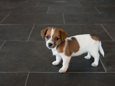 Hond op leistenen tegels Mustang